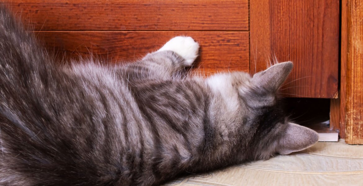 Cat scratch furniture.