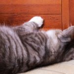 Cat scratch furniture.