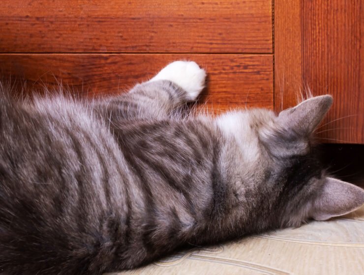 Cat scratch furniture.