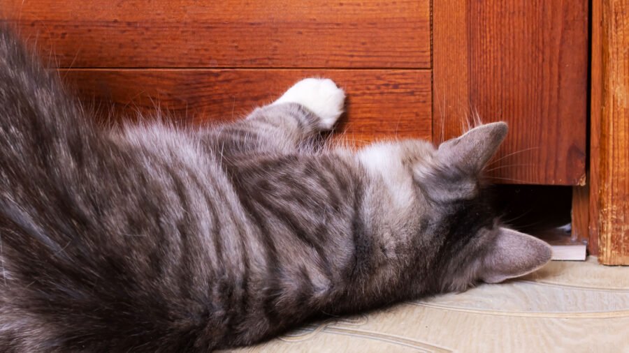 Cat scratch furniture.