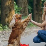 Every Pet has a Story.